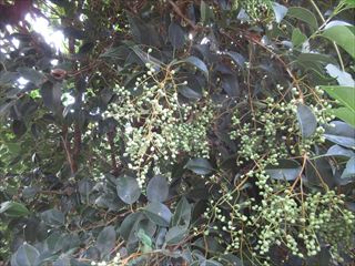 トウネズミモチ